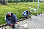 Dvojice labradorů Niko a Nairo po tři čtvrtě roce výchovy nastoupí kurz vodících psů. Odsouzení budou místo nich vychovávat malé fenky Cheron a Chutney.