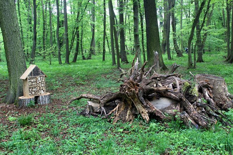 Ze slavnostního otevření lesoparku Obora v Poděbradech po dvouleté proměně.