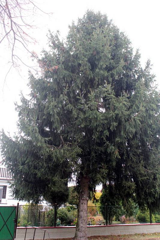 Vánoční strom pro Poděbrady roste v Senicích.