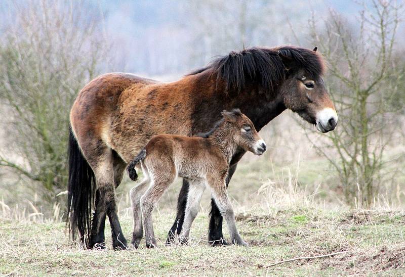 Milovická rezervace divokých koní, zubrů a praturů úspěšně funguje už několik let