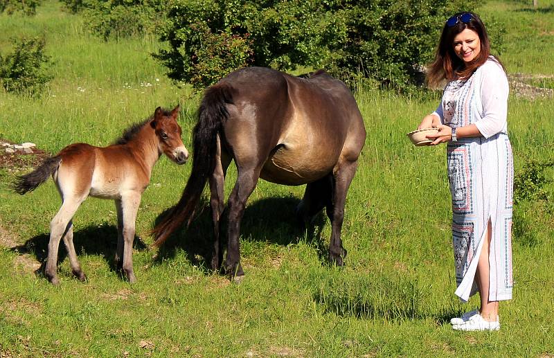 Hříbě divokého koně dostalo jméno po slovanském bohu blahobytu - Krodo. Hříbě v neděli pokřtila hejtmanka Středočeského kraje Jaroslava Pokorná Jermanová.