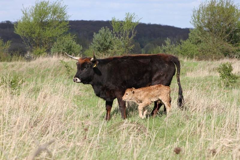 Pratuři v milovické rezervaci, kde se i úspěšně množí.