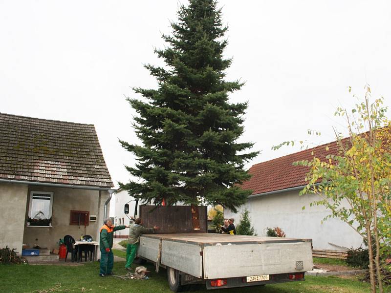 Cesta vánočního stromu v Kostelní Lhotě.
