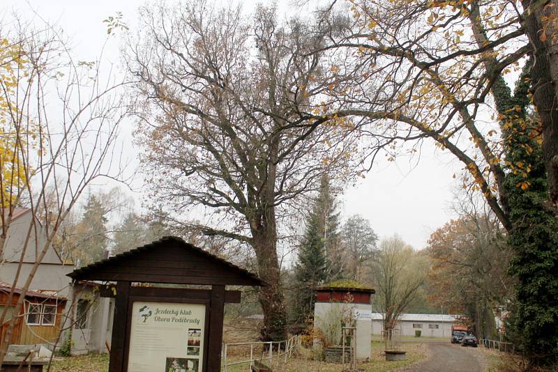 Stopadesátiletý dub a dalších osm stromů má na Jízdárně zůstat stát, rozhodla inspekce životního prostředí.