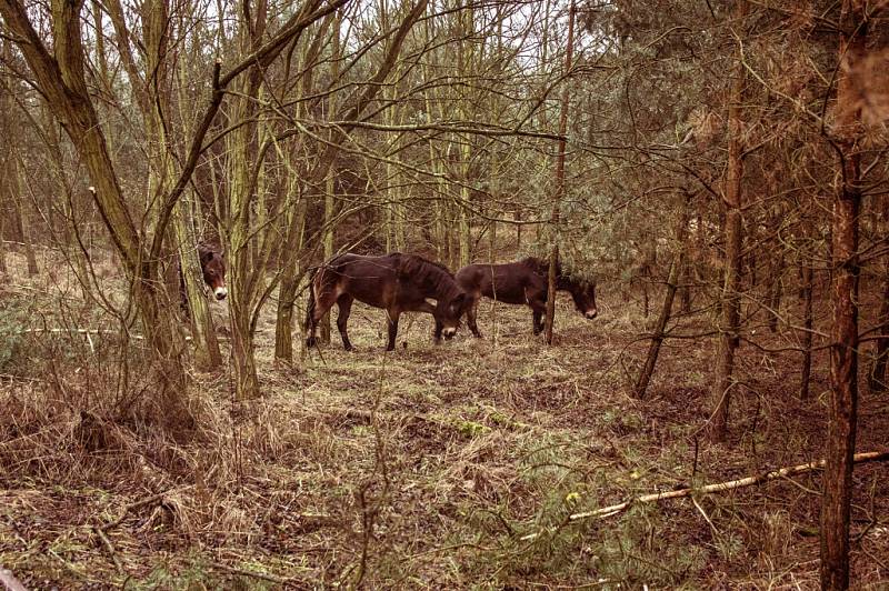 Další stádo divokých koní přijelo z Exmooru do Milovic
