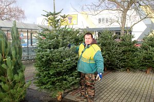 Tradiční prodejce vánočních stromků Václav Volavka už před několika dny zahájil prodej vánočních stromků na parkovišti u Alberta.
