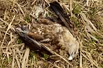 Ptáci, kteří zemřeli na otravu karbofuranem.