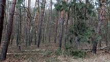 Vichr vyvrátil řadu stromů v Babíně.