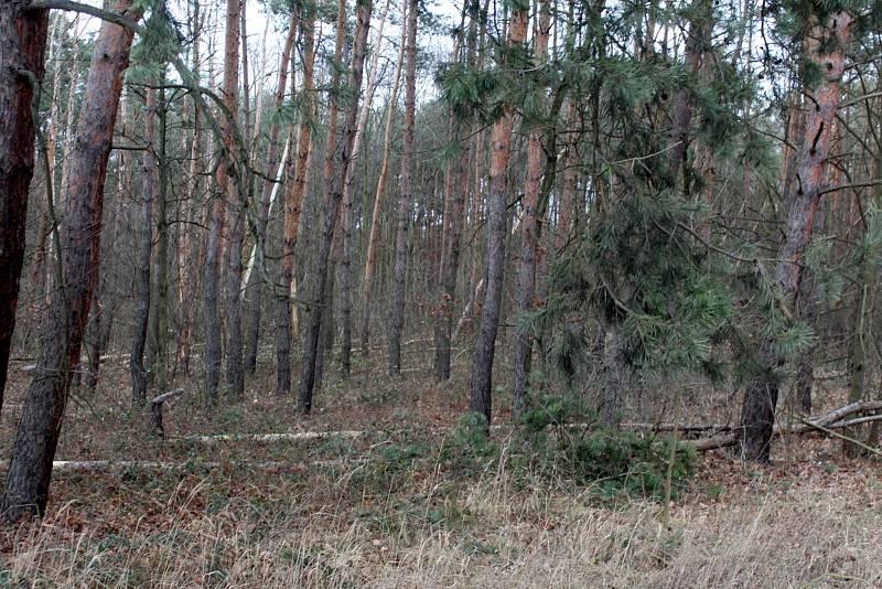 Vichr vyvrátil řadu stromů v Babíně.