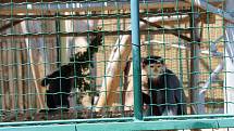 Chlebská zoo slaví 20 let. Představila i vzácné opičky langur veřejnosti