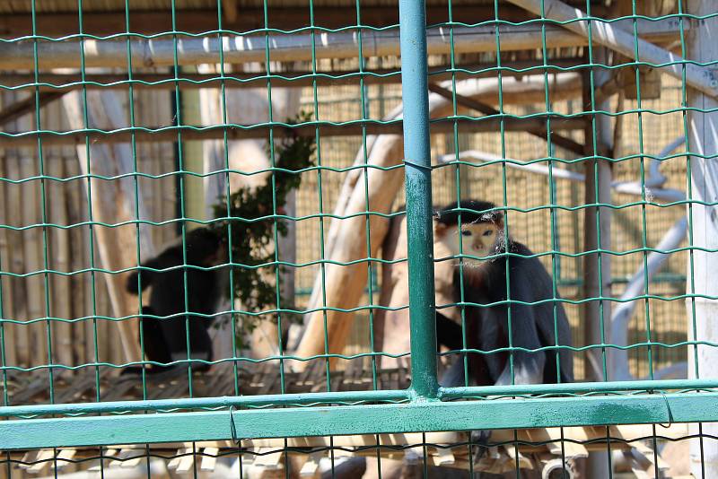 Chlebská zoo slaví 20 let. Představila i vzácné opičky langur veřejnosti