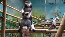Chloubou zoo Chleby jsou opice langur