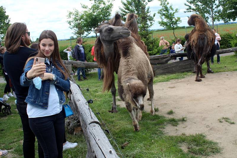 Návštěvníci aktuálně do chlebské Zoo nesmí. Snímky jsou z loňského křtu velbloudice.