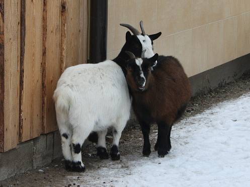 Chlebská zoo v zimě.