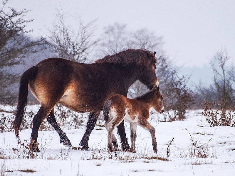 Divocí koně jsou zvyklí pást se i v zimě.