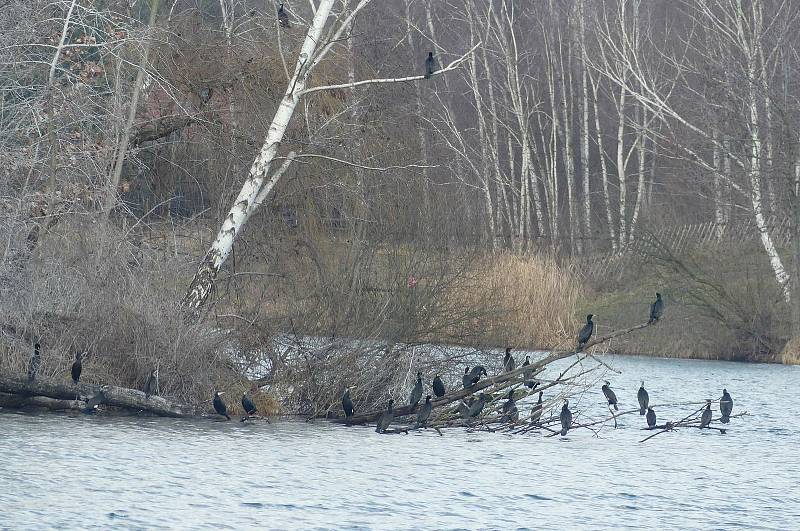 Turisté prošli různě dlouhé trasy Polabím v sobotu 30. ledna. Foto: Václav Míka