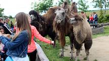 Návštěvníci aktuálně do chlebské Zoo nesmí. Snímky jsou z loňského křtu velbloudice.