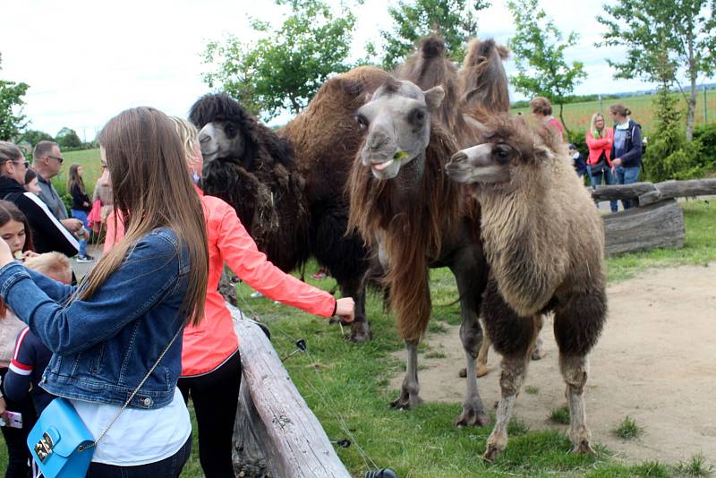 Návštěvníci aktuálně do chlebské Zoo nesmí. Snímky jsou z loňského křtu velbloudice.