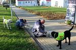 Dvojici labradorů, kteří nastoupí kurz vodících psů, nahradily v jiřické věznici malé fenky Cheron a Chutney.