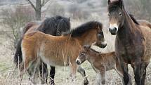 Milovická rezervace divokých koní, zubrů a praturů úspěšně funguje už několik let