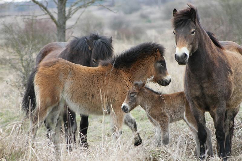 Milovická rezervace divokých koní, zubrů a praturů úspěšně funguje už několik let