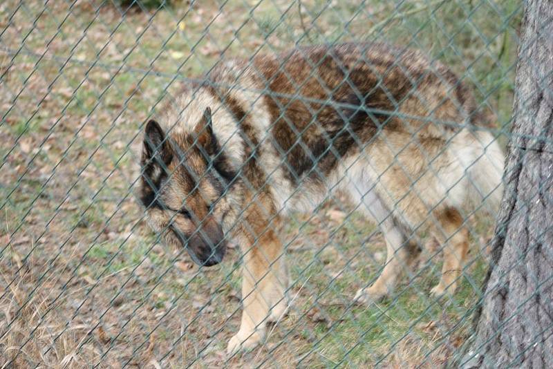 Fenka Tesina, kterou se někdo pokusil otrávit v chatové oblasti Řehačka u Lysé nad Labem.