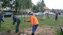 Sázení dvou nových smutečních vrb na labském břehu pod soudem