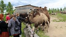 Návštěvníci aktuálně do chlebské Zoo nesmí. Snímky jsou z loňského křtu velbloudice.