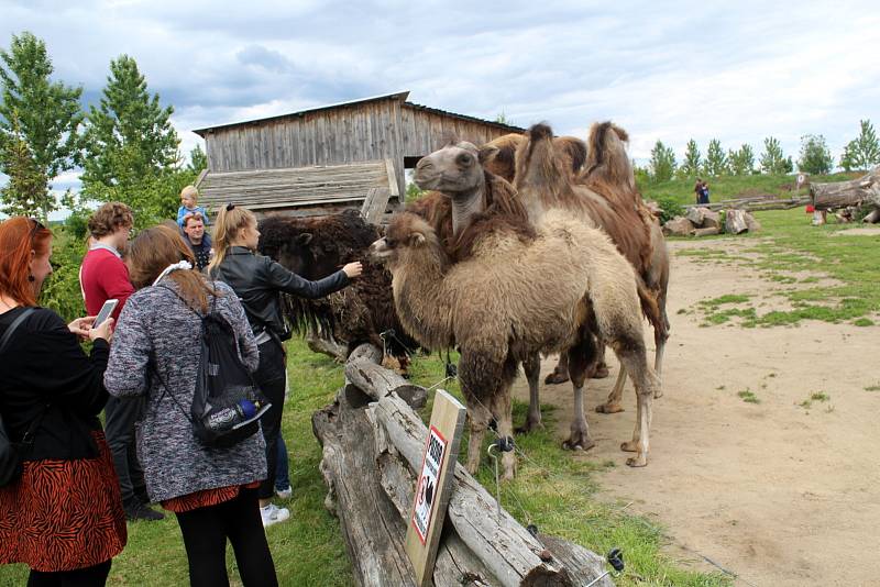 Návštěvníci aktuálně do chlebské Zoo nesmí. Snímky jsou z loňského křtu velbloudice.