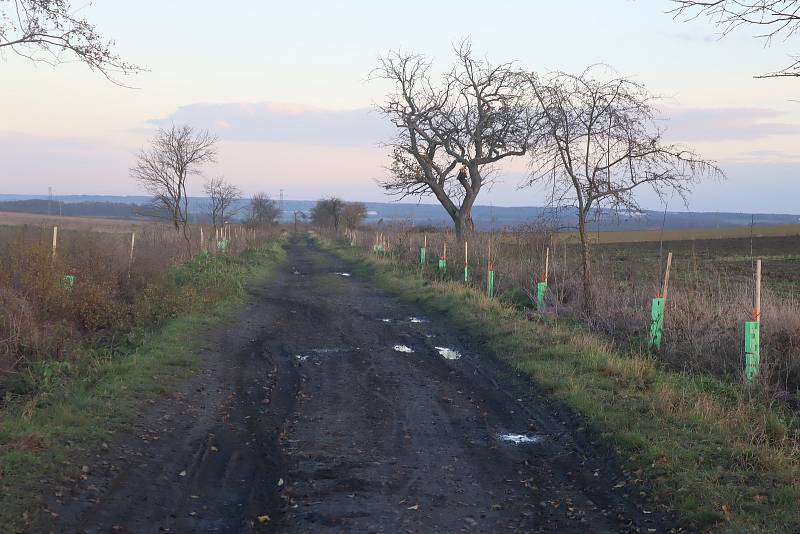 Neznámý pachatel kradl nově vysazené stromy také u Mečeříže