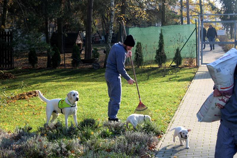 Dvojice labradorů Niko a Nairo po tři čtvrtě roce výchovy nastoupí kurz vodících psů. Odsouzení budou místo nich vychovávat malé fenky Cheron a Chutney.