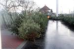 Oproti loňsku si kupující u některých prodejců nepřiplatí za nákup vánočního stromku. Ten v těchto dnech začal například před obchodním domem Albert v Nymburce.
