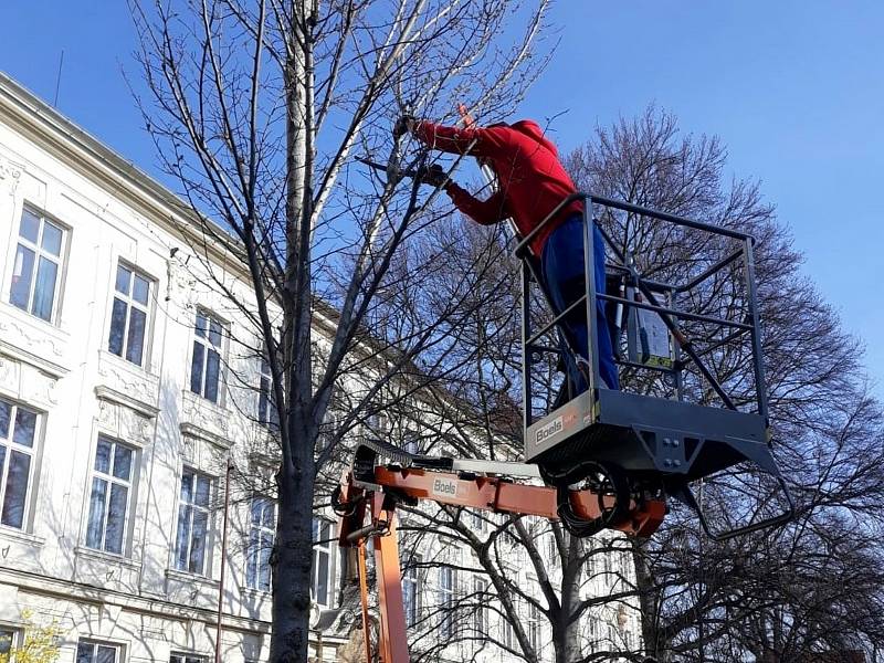 Úprava stromů v ulici nedaleko centra Poděbrad.