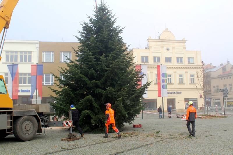 Letošní vánoční strom je krásně tvarovaný a váží 1 600 kilogramů.