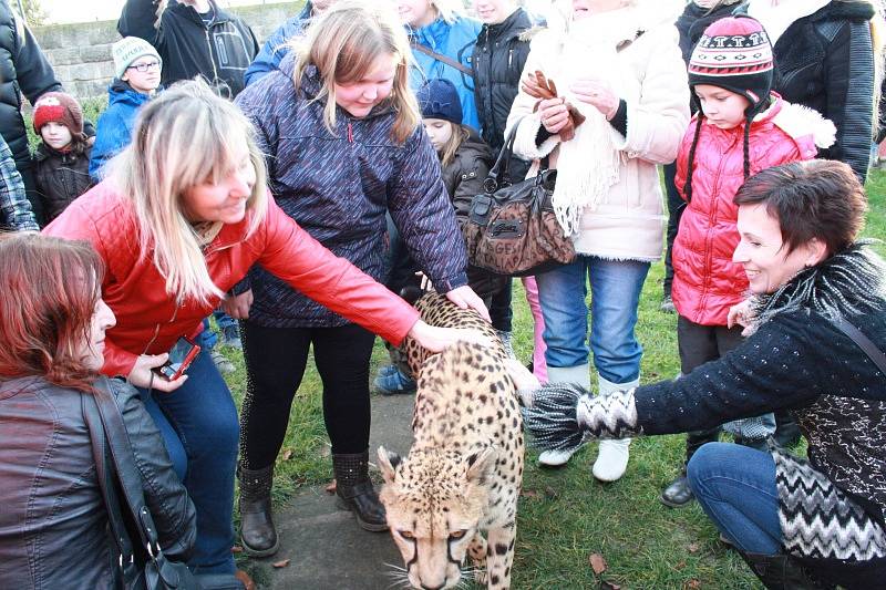 Vánoční mazlení s gepardicí Mzuri v Zoo Chleby