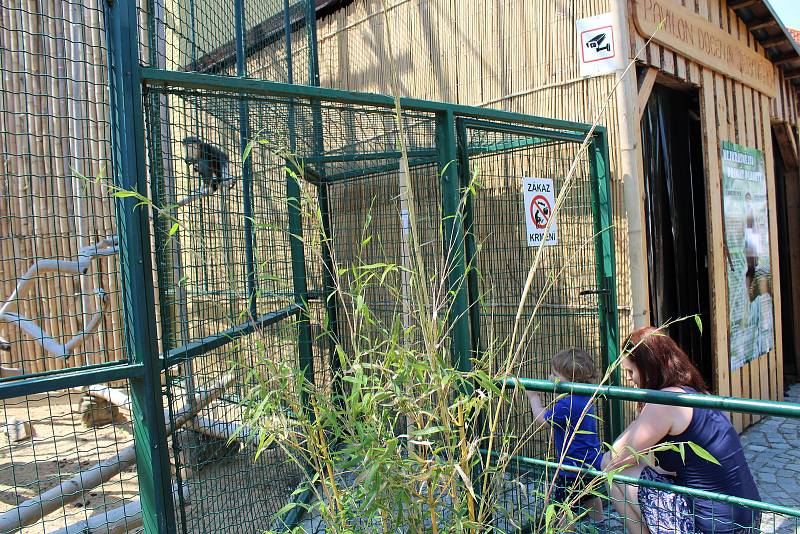 Chlebská zoo slaví 20 let. Představila i vzácné opičky langur veřejnosti