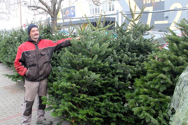 Prodej vánočních stromků na parkovišti před řetězcem Albert v Nymburce se rozjíždí.