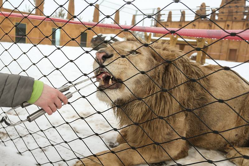 Zoo v Chlebech na Nymbursku ve středu 17. února 2021.