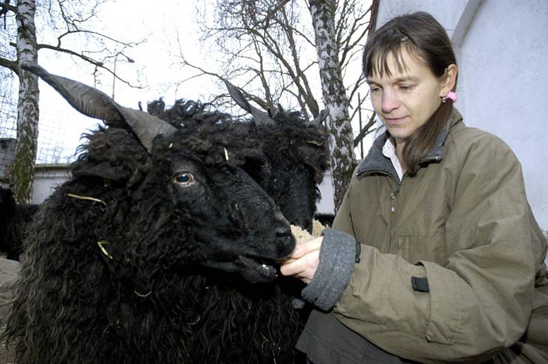 V chlebské zoo se na Štědrý den narodil beránek