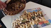 Smrže, kačenky, májovky. To jsou první houby, které zahajují na Nymbursku  letošní houbařskou sezonu. Houbař Jiří Stránský jich nasbíral plný košík.