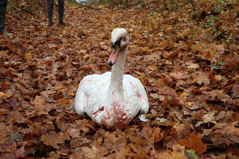 Těžce zraněná labuť v Záchranné stanici na Huslíku u Poděbrad.