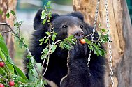 Medvědi himalájští slaví rok v chlebské zoo.