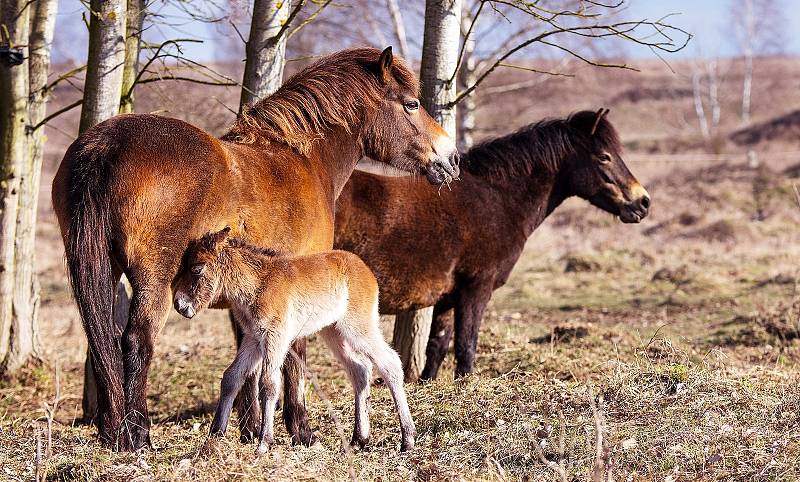 Milovická rezervace divokých koní, zubrů a praturů funguje už šest let.