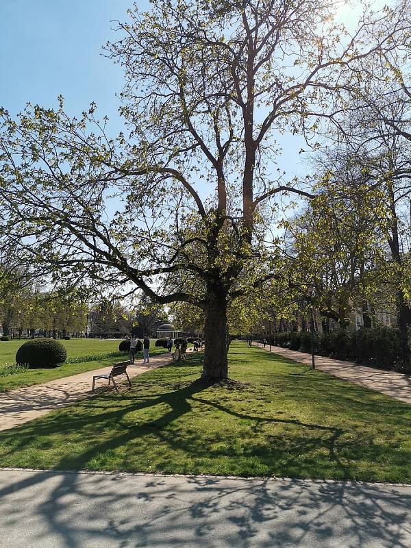 Náměstí, ulice i park rozkvetly. Foto: Ružena Wagnerová