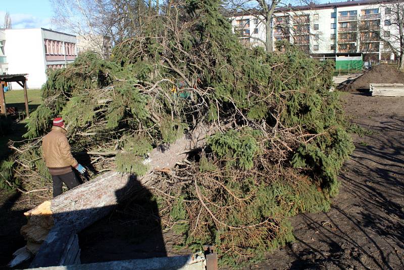 Smrk, který se zřítil v pondělí odpoledne na zahradě mateřské školky v ulici Karla Čapka v Poděbradech.