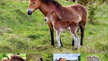 Divocí koně z Milovic jsou hvězdami plakátů.