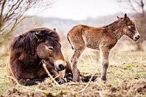 Oko návštěvníků potěší, když například v rezervaci objeví divoké koně s mláďaty.