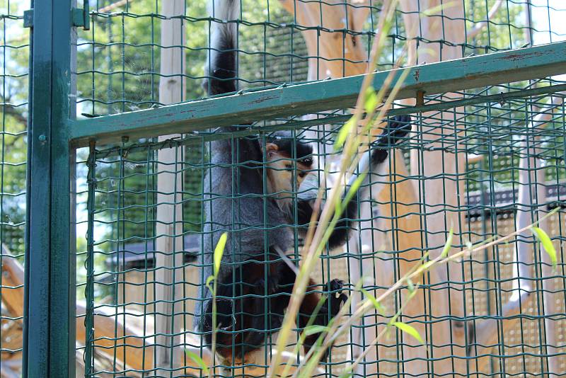 Chlebská zoo slaví 20 let. Představila i vzácné opičky langur veřejnosti