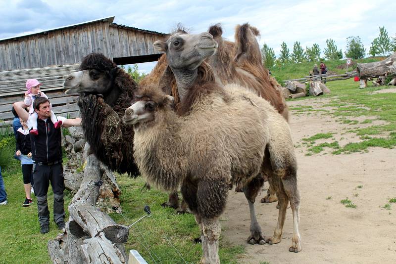 Návštěvníci aktuálně do chlebské Zoo nesmí. Snímky jsou z loňského křtu velbloudice.