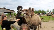 Návštěvníci aktuálně do chlebské Zoo nesmí. Snímky jsou z loňského křtu velbloudice.